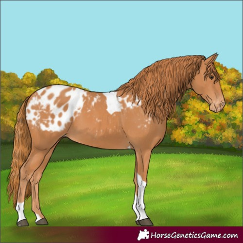 Horse Color:Chestnut Tobiano Appaloosa 