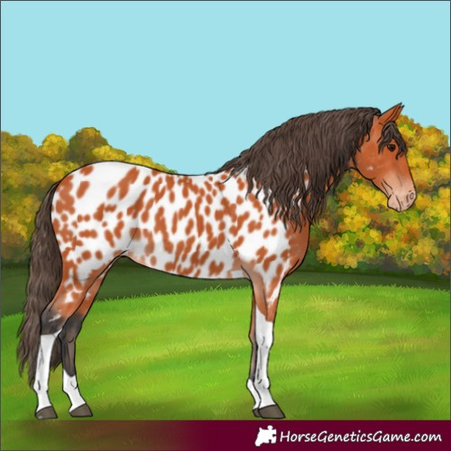 Horse Color:Bay Tobiano Near Leopard