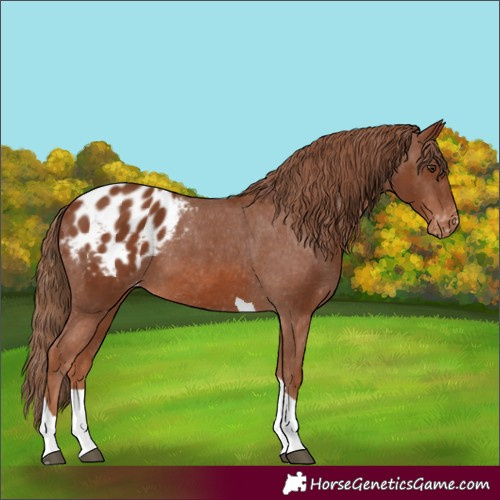 Horse Color:Chestnut Tobiano Appaloosa