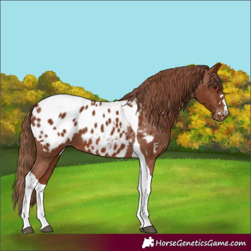 Horse Color:Chestnut Tobiano Appaloosa