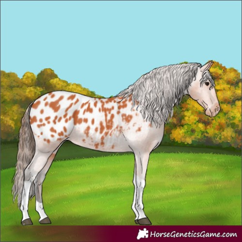 Horse Color:Bay Tobiano Appaloosa