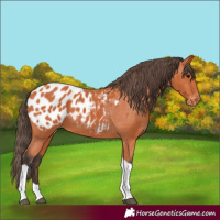Horse Color:Bay Tobiano Appaloosa 