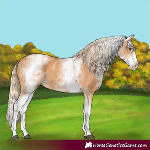 Horse Color:White Spotted Chestnut Splash