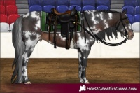 Horse Color:White Spotted Brown Appaloosa 