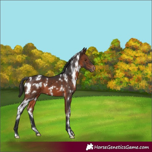 Horse Color:White Spotted Brown Appaloosa