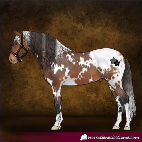 Horse Color:White Spotted Bay Appaloosa 