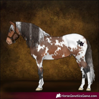 Horse Color:White Spotted Bay Appaloosa