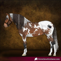 Horse Color:White Spotted Bay Snowcap 