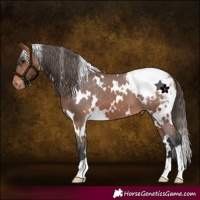 Horse Color:White Spotted Bay Appaloosa 
