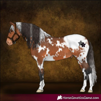 Horse Color:White Spotted Bay Appaloosa 