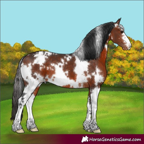 Horse Color:White Spotted Bay Appaloosa