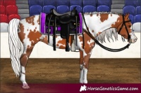 Horse Color:White Spotted Silver Bay Appaloosa 