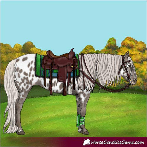 Horse Color:Silver Black Near Leopard 