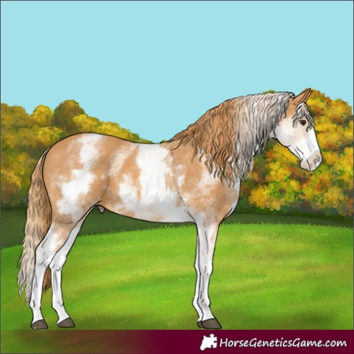 Horse Color:White Spotted Chestnut Splash