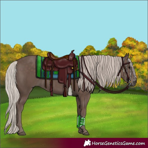 Horse Color:Silver Black