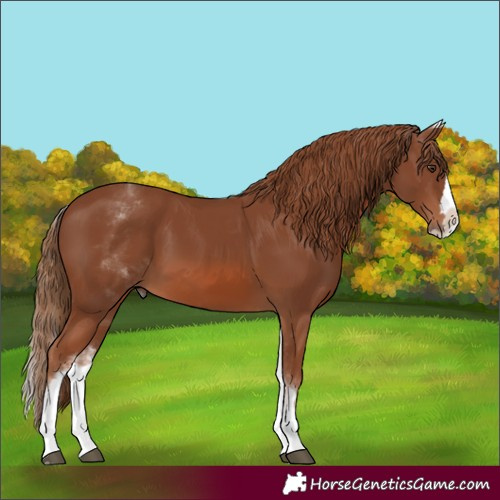 Horse Color:White Spotted Chestnut Splash 