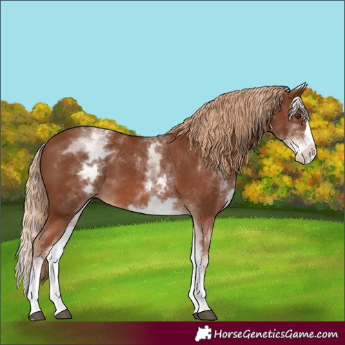 Horse Color:White Spotted Chestnut Splash 