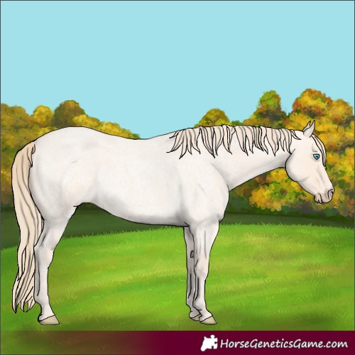 Horse Color:Perlino Roan 