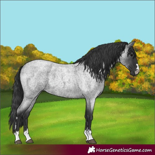 Horse Color:Blue Roan 