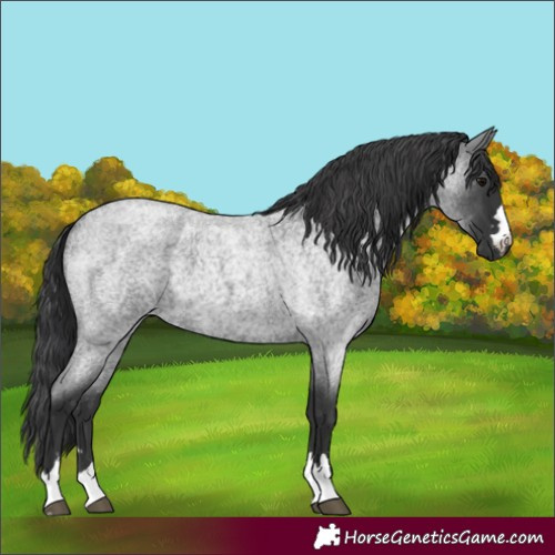 Horse Color:Blue Roan 
