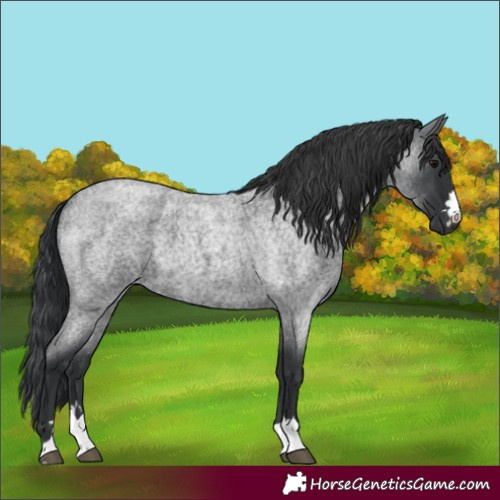 Horse Color:Blue Roan 