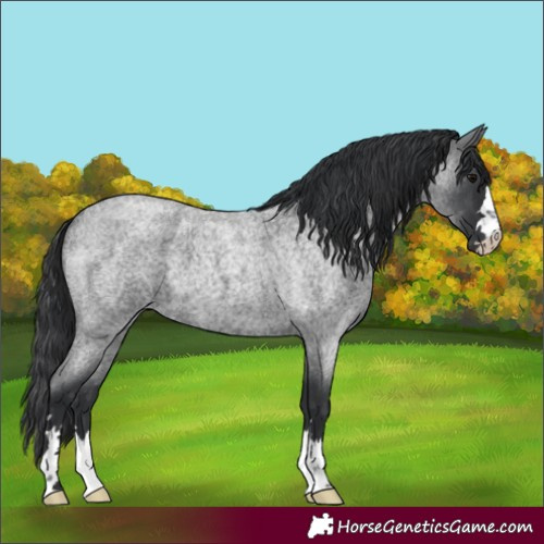 Horse Color:Blue Roan 