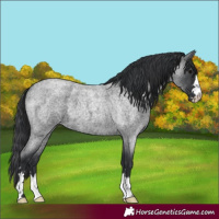 Horse Color:Blue Roan 