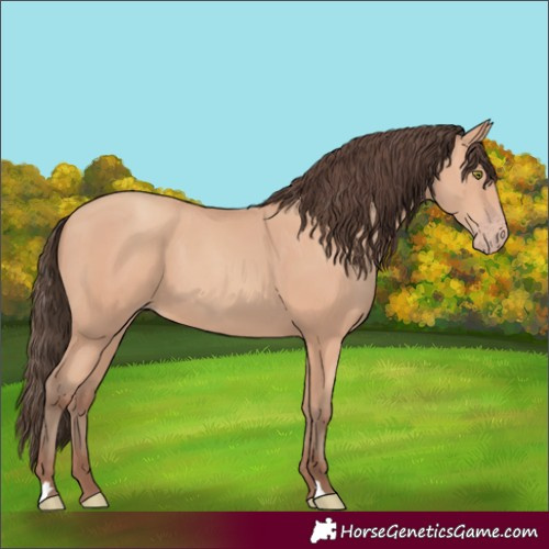Horse Color:Amber Champagne 
