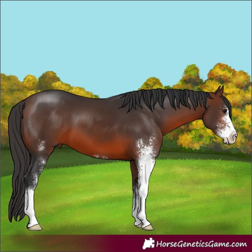 Horse Color:Brown Sabino 