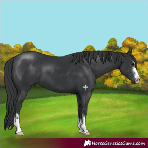 Horse Color:Black 