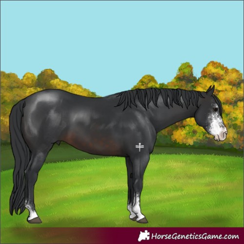 Horse Color:Brown Sabino 