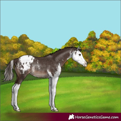 Horse Color:Liver Chestnut Sabino Splash Varnish Rabicano 