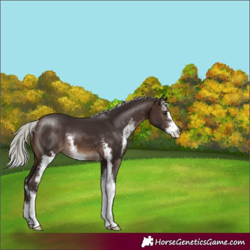 Horse Color:Silver Brown Sabino Appaloosa 
