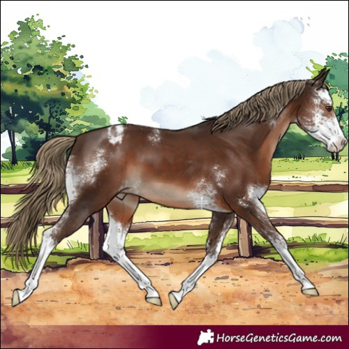 Horse Color:Liver Chestnut Sabino Varnish 