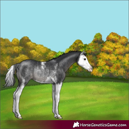 Horse Color:Black Sabino Splash Varnish Rabicano 