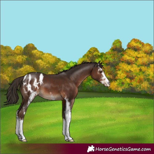 Horse Color:Liver Chestnut Sabino Appaloosa 
