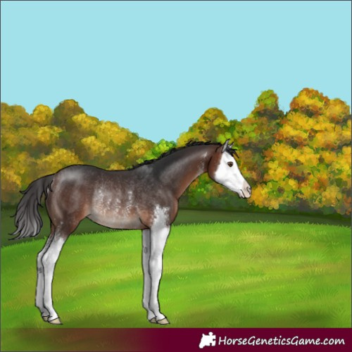 Horse Color:Brown Sabino Splash Rabicano 