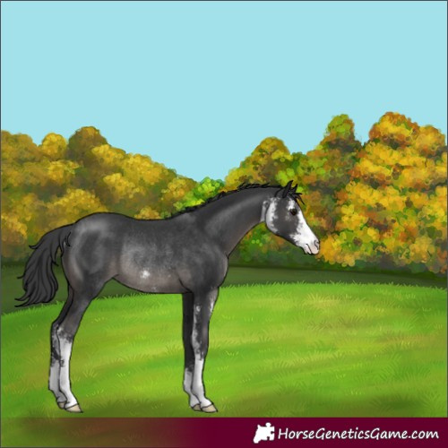 Horse Color:Black Sabino Rabicano 