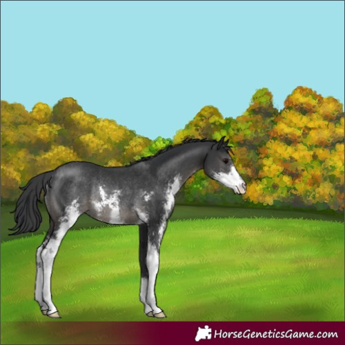 Horse Color:Black Sabino Rabicano 