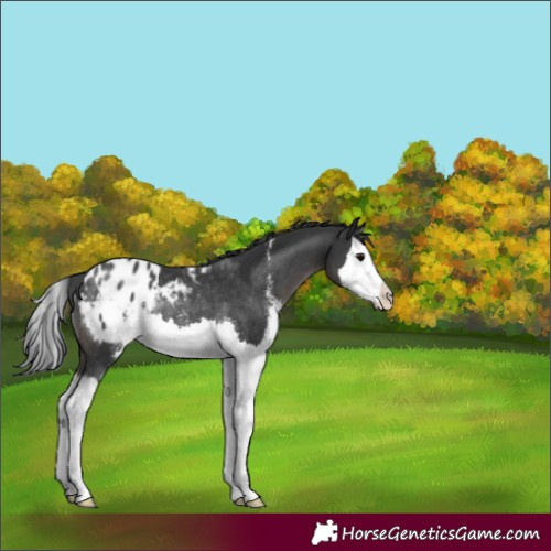 Horse Color:Black Sabino Splash Appaloosa Rabicano 