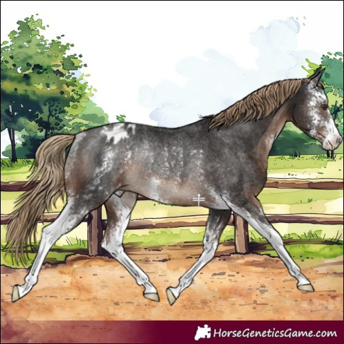 Horse Color:Liver Chestnut Sabino Blanket Rabicano 