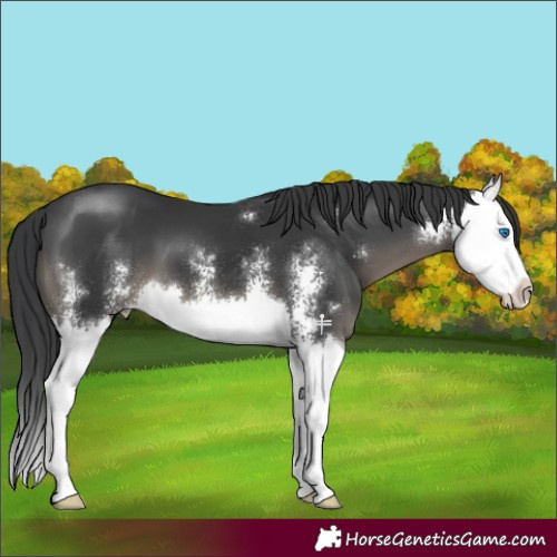 Horse Color:Black Sabino Splash 