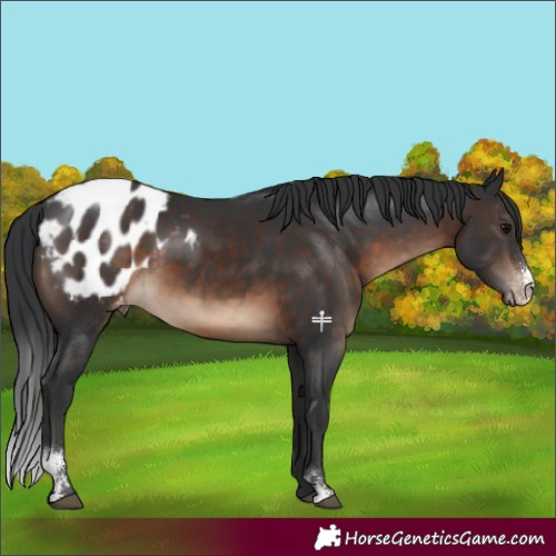 Horse Color:Brown Sabino Blanket Rabicano 