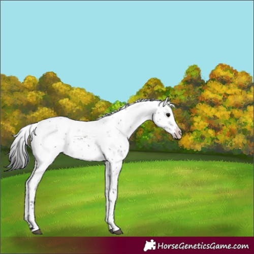 Horse Color:Brown Sabino Varnish Rabicano 
