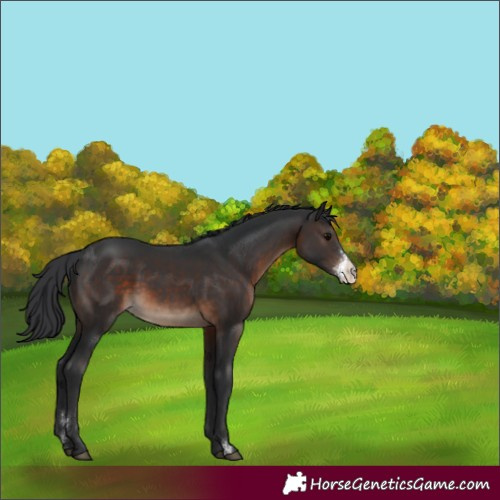 Horse Color:Brown Sabino Rabicano 