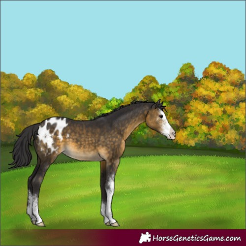 Horse Color:Buckskin Sabino Blanket 