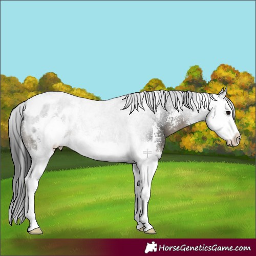 Horse Color:Black Sabino Splash Blanket 