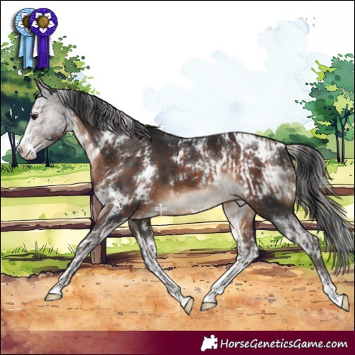 Horse Color:White Spotted Silver Brown Sabino Rabicano  and White Spotted Brown Sabino Blanket 
