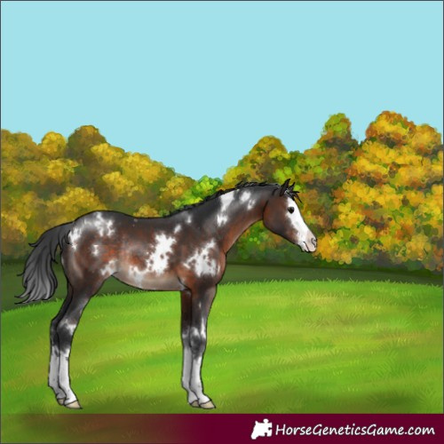 Horse Color:White Spotted Brown Sabino Splash Varnish Rabicano 