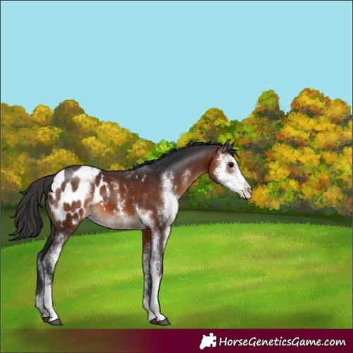 Horse Color:Brown Sabino Appaloosa 